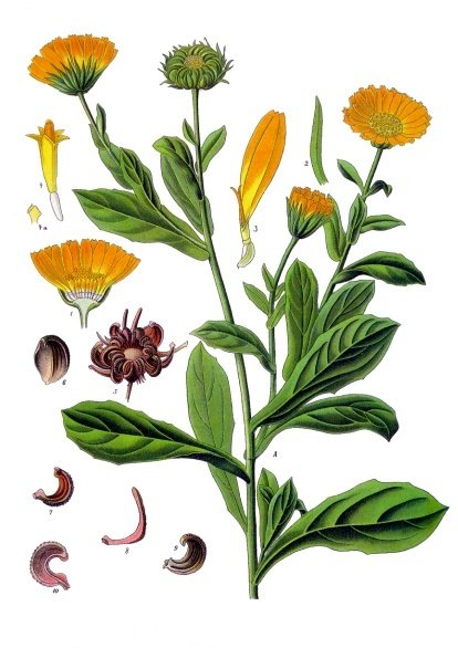 Ringblomma (Calundula officinalis)